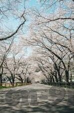 糖心app苹果版下载安装-探索数字化生活的甜蜜焦点，糖心app在苹果设备上的安装体验